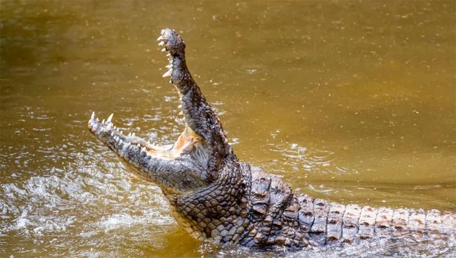 چین : سیلاب  دوران  درجنوں مگرمچھ افزائش  کے فارم سے بھاگ گئے