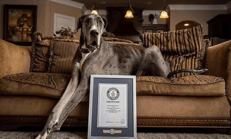 World's tallest dog 'Zeus,' succumbs to cancer