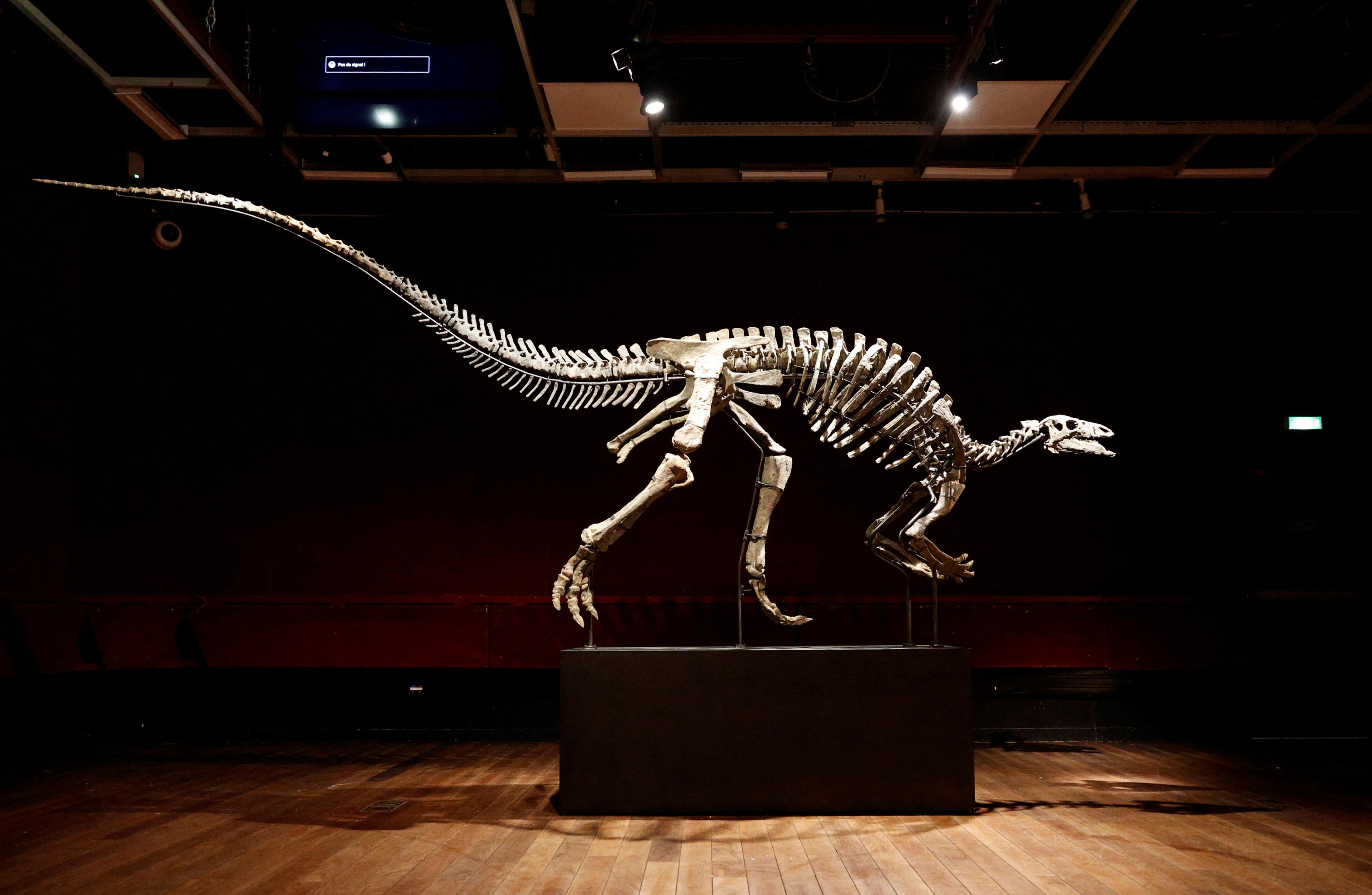 Dinosaur known as 'Barry' goes on sale in rare Paris auction