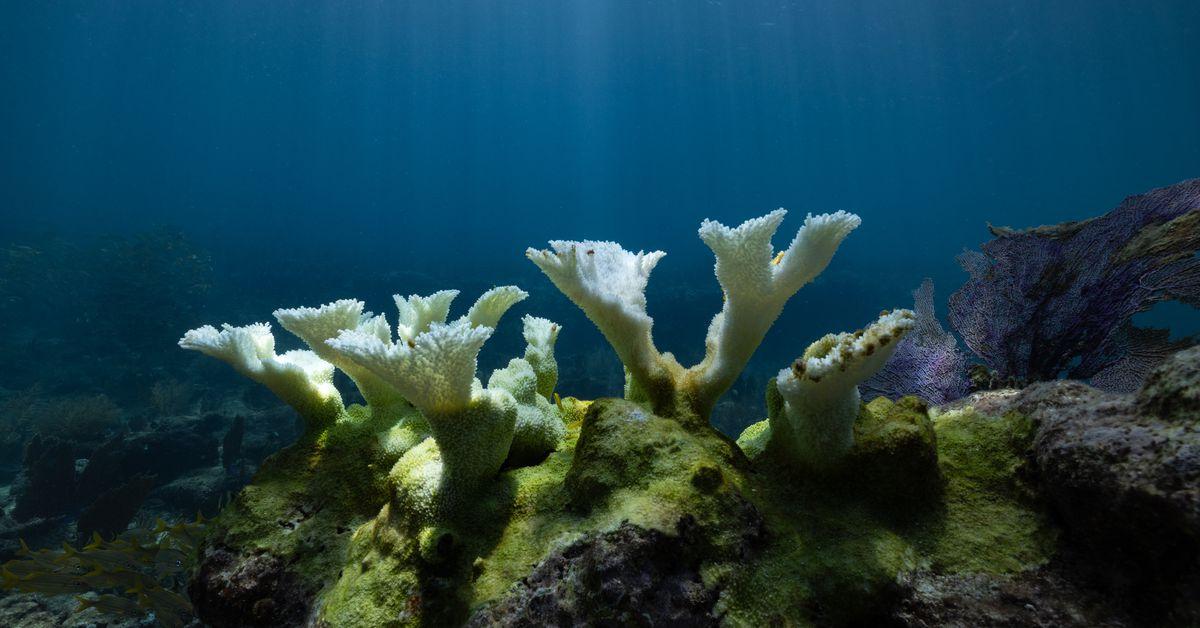 America’s most iconic coral reef is dying. Only one thing will save it.