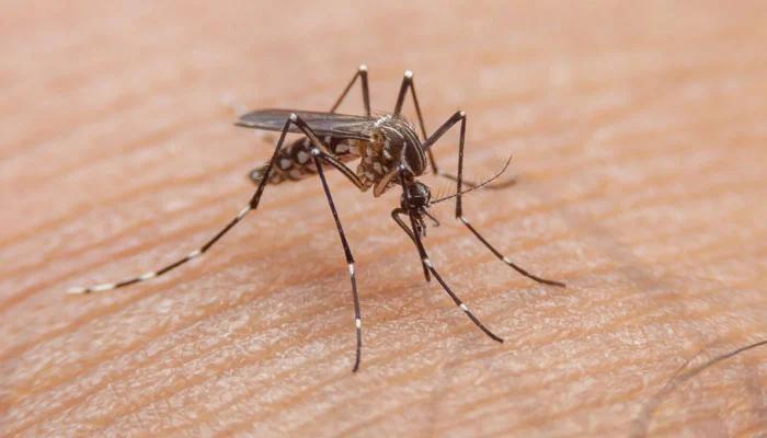 139 more dengue cases reported in Punjab