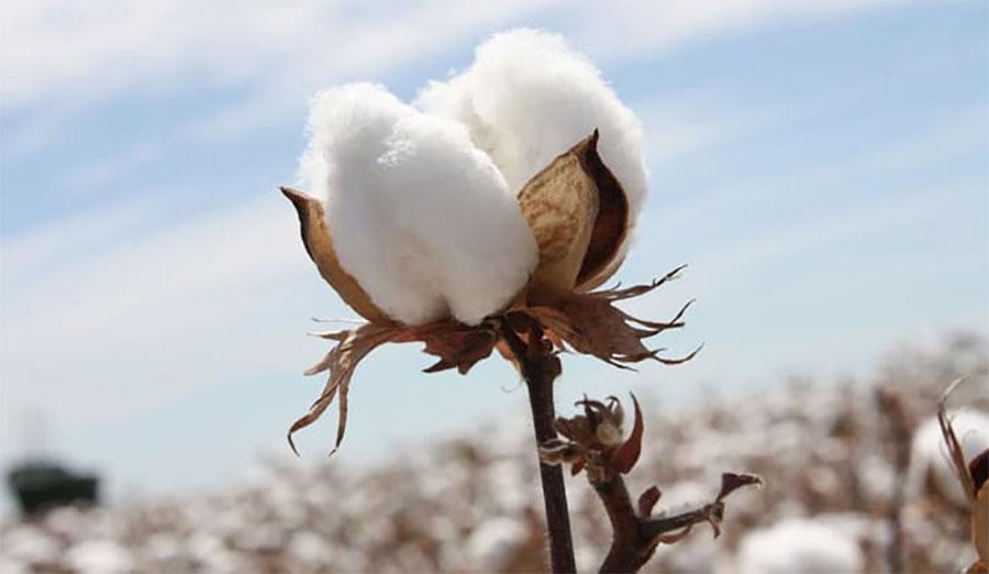 فیکٹریوں میں کپاس کی آمد میں ستمبر کے اختتام تک 71 فیصد کی نمو ریکارڈ