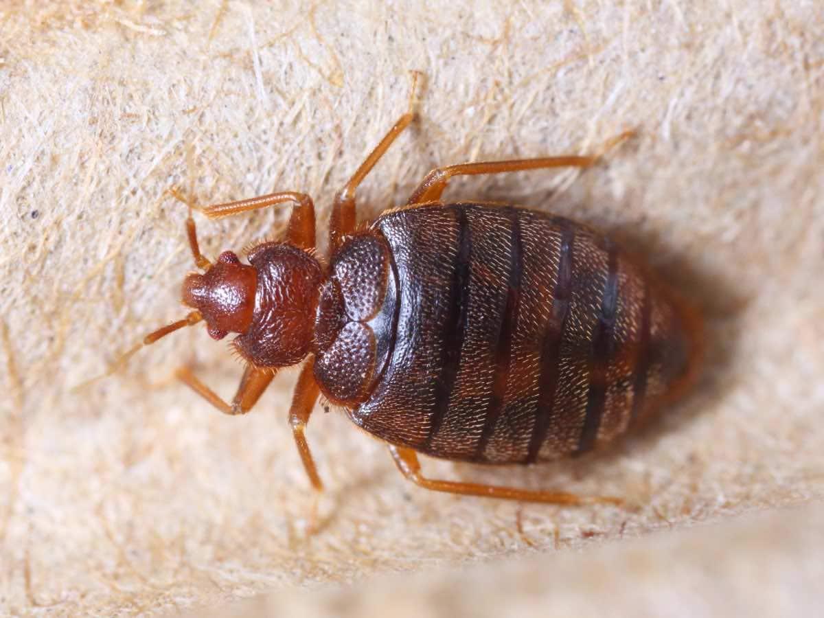 Bed bug invasion hits Paris