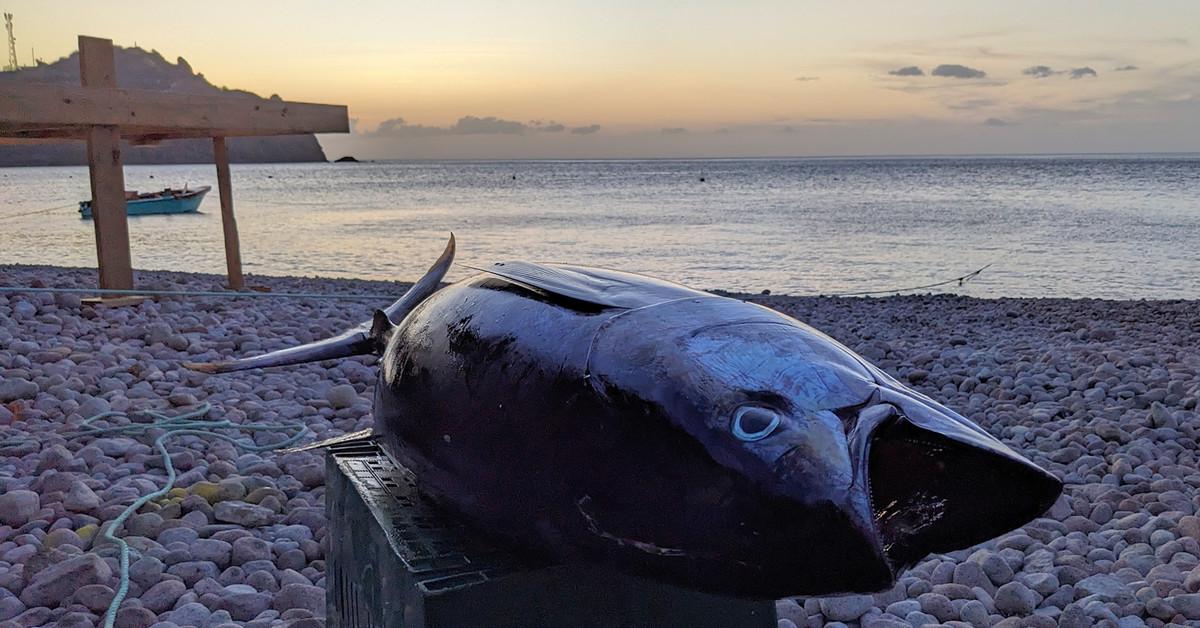 How a tiny island is adapting to climate change ... on its dinner plates