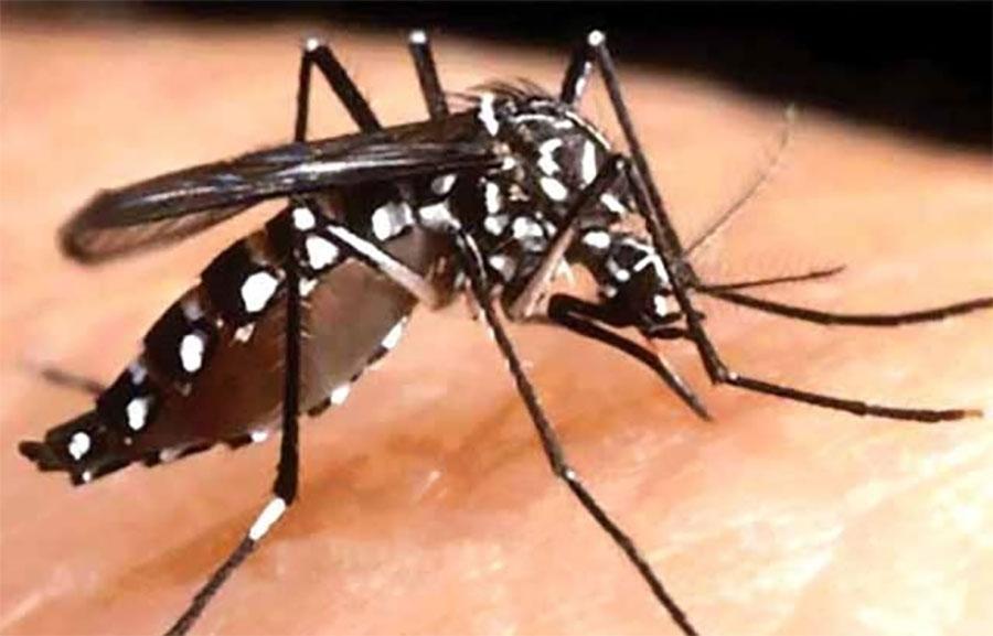 ملتان میں رواں سال ڈینگی کے 732 مریض رپورٹ ہوئے ،محکمہ صحت پنجاب