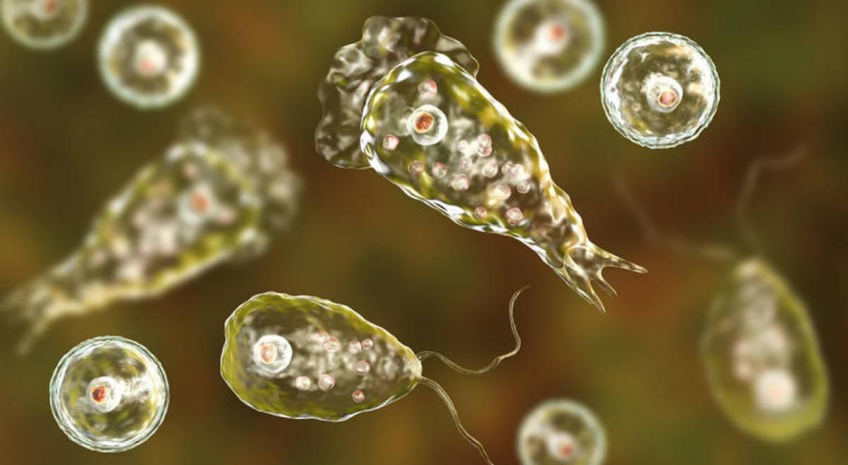 Naegleria claims another life in Karachi