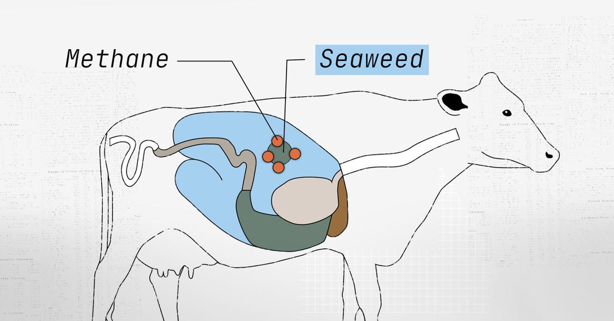 Cow burps are a climate problem. Can seaweed help?