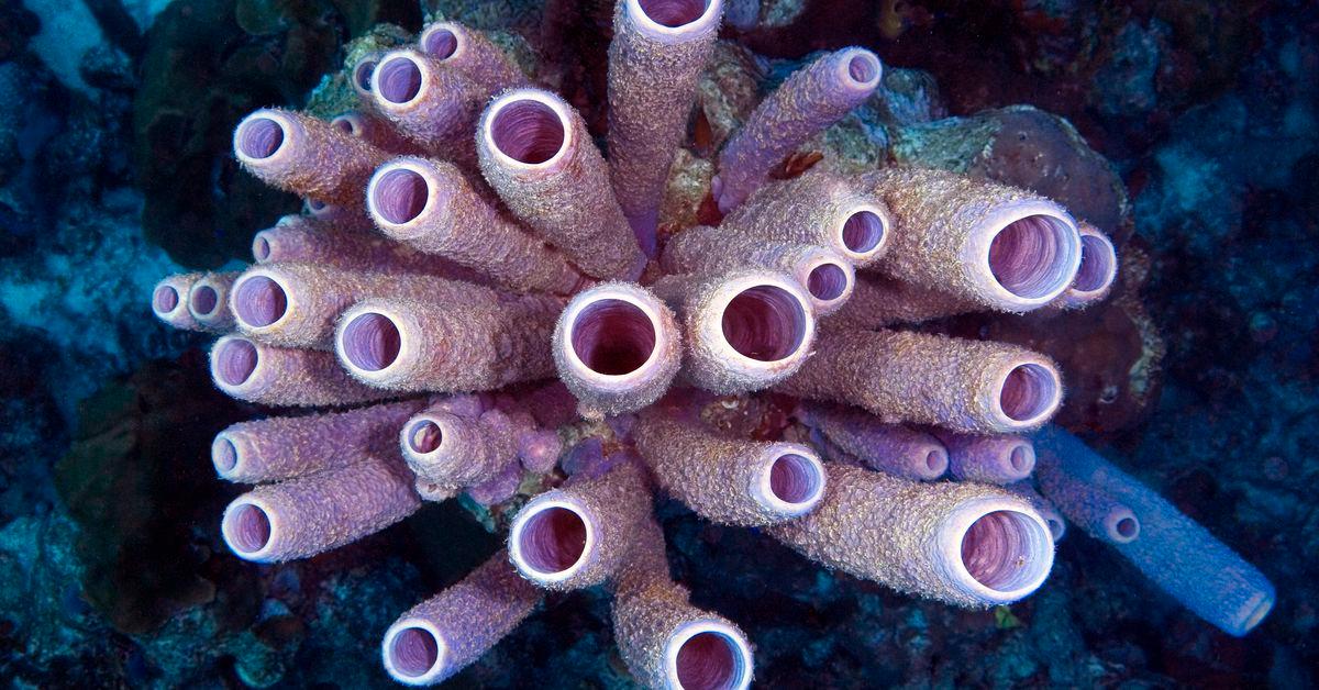 These strange underwater animals could save our lives. If we don’t destroy them first.