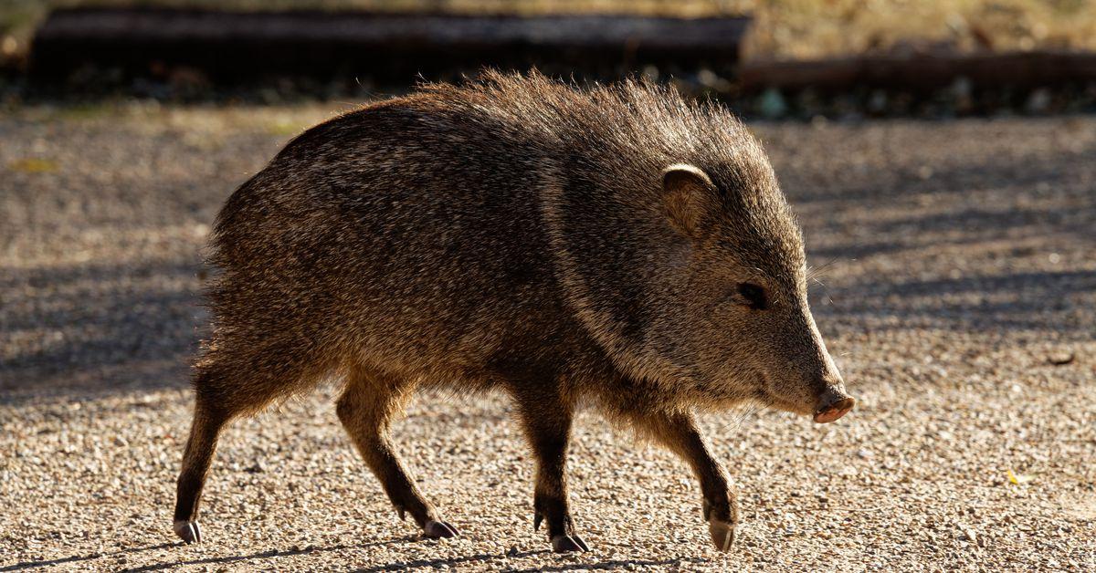 Water-hungry golf courses plague Arizona’s native javelina-filled landscape