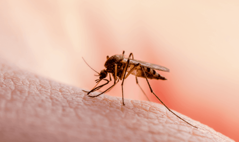 Sindh records over 3,000 malaria cases in 24 hrs