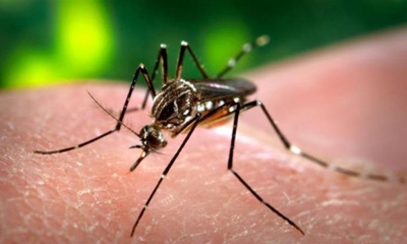 203 new dengue cases reported in Punjab