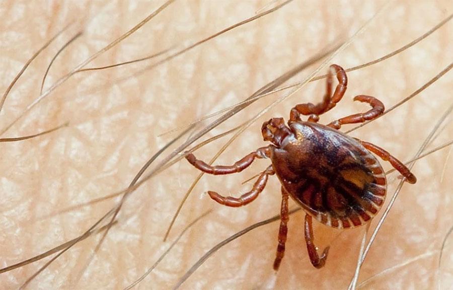 کوئٹہ میں کانگو وائرس نے ایک اور جان لے لی