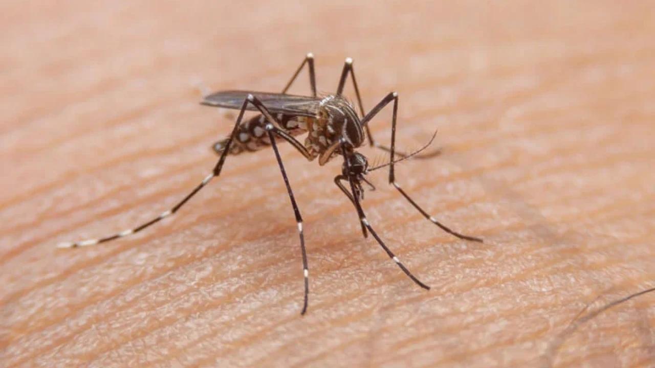 Number of dengue cases reaches 9512 in Punjab