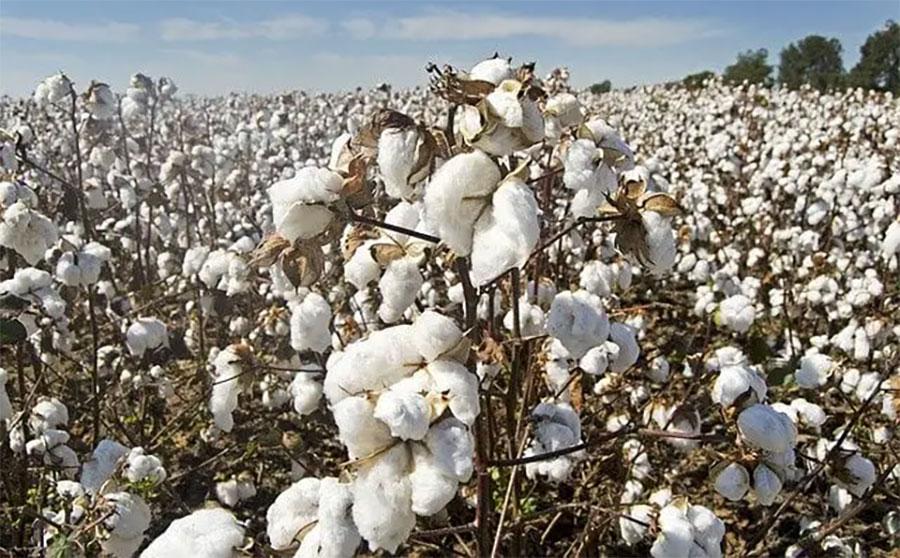 جننگ فیکٹریوں میں کپاس کی آمدمیں اکتوبرکے دوران 83.2 فیصدکانمایاں اضافہ