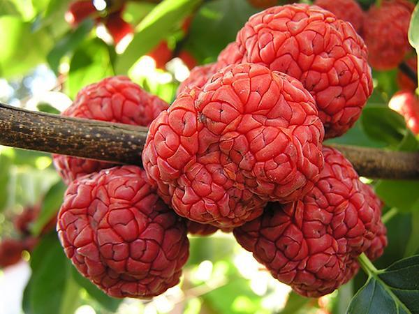 Chinese hybrid mulberry plants to be introduced in Pakistan: Wu Zhanwen