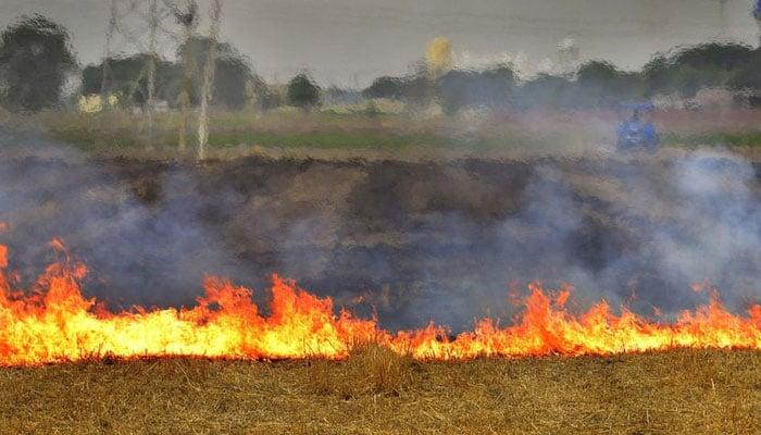 Three kids burnt due to crop residue burning