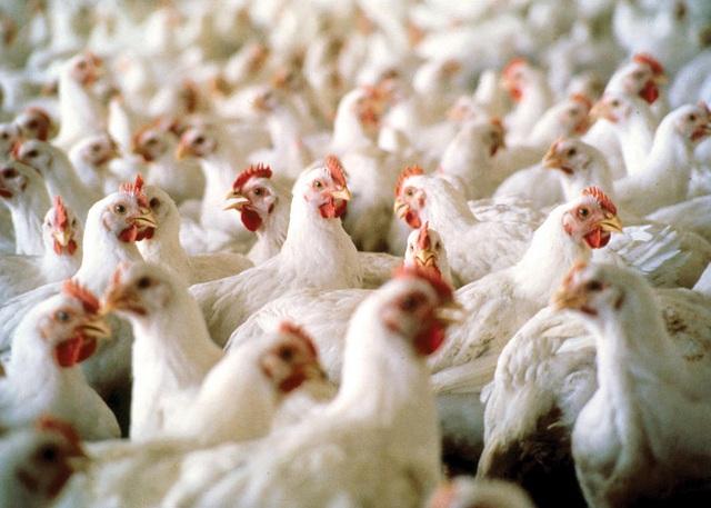 بھارت : تیز موسیقی سے 63 مرغیوں کو ہارٹ اٹیک ، مقدمہ درج 