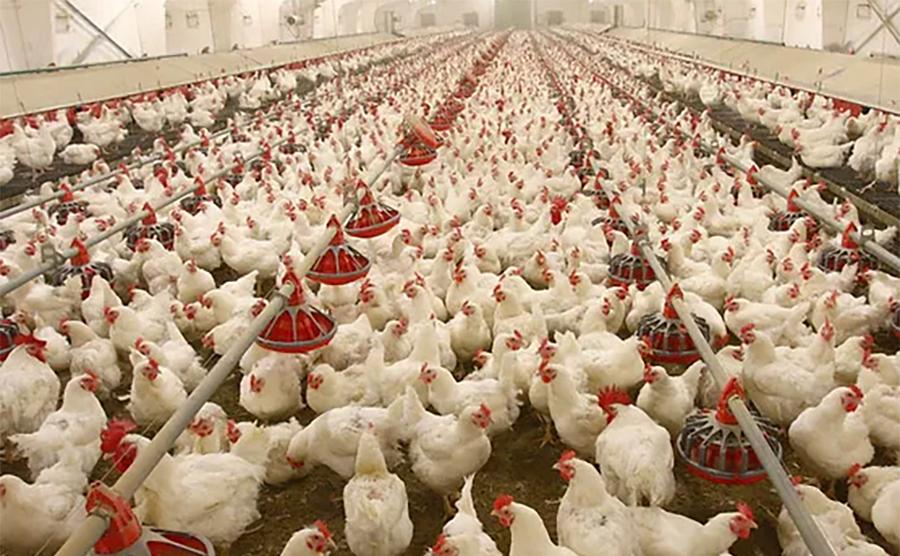 پولٹری کی مقامی ضروریات کو پورا کرنے کیلئے بھرپورمنصوبہ بندی کی جائے گی،ڈاکٹر سجاد ارشد