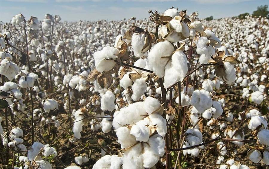 جننگ فیکٹریوں میں کپاس کی آمدمیں نمایاں اضافہ