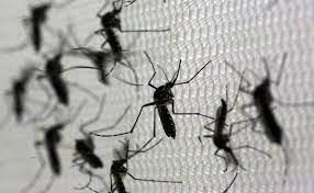 Brazilian city starts first mass vaccination against dengue 