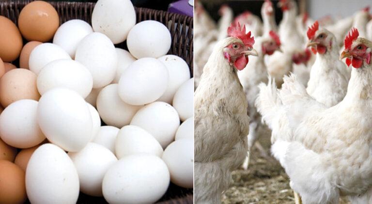 Chicken, eggs’ prices go up amid cold weather conditions