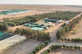 مدینہ منورہ میں بارش کے باعث سرسبز رقبے میں اضافہ