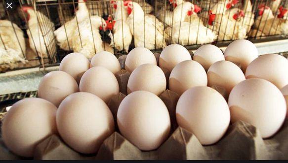 Lahore markets witness surge in eggs’ price