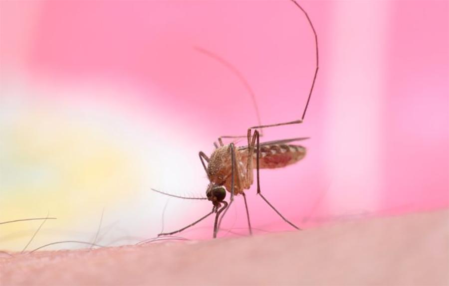 گھانا میں ملیریا کے خاتمے کے لیے قومی حکمت عملی کا منصوبہ شروع