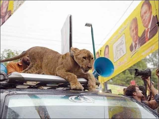لیگی ریلی میں کارکن شیر لے آیا ،نواز شریف کی مذمت