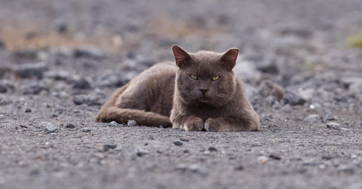 Hawaii’s out-of-control, totally bizarre fight over stray cats