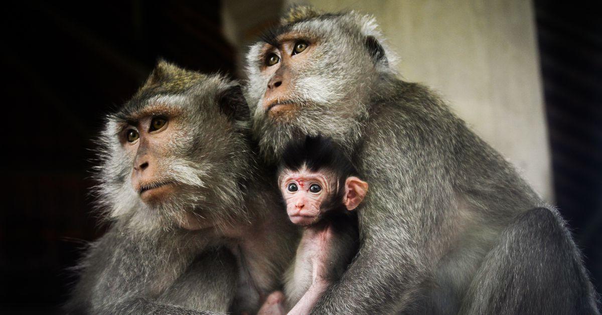 The US uses endangered monkeys to test drugs. This law could free them.