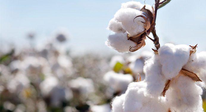 Over 8.3m cotton bales reach ginneries across Pakistan till Jan 31