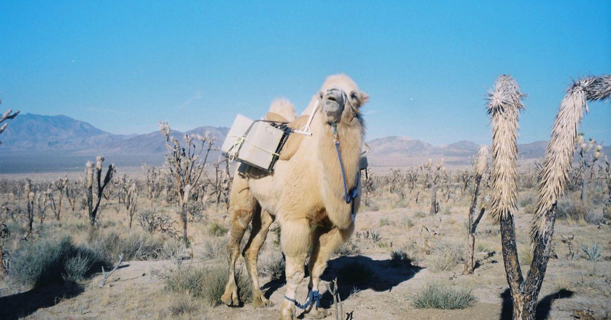 This camel has a very important job