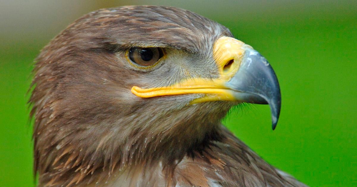 The threat of extinction is getting worse for migratory animals