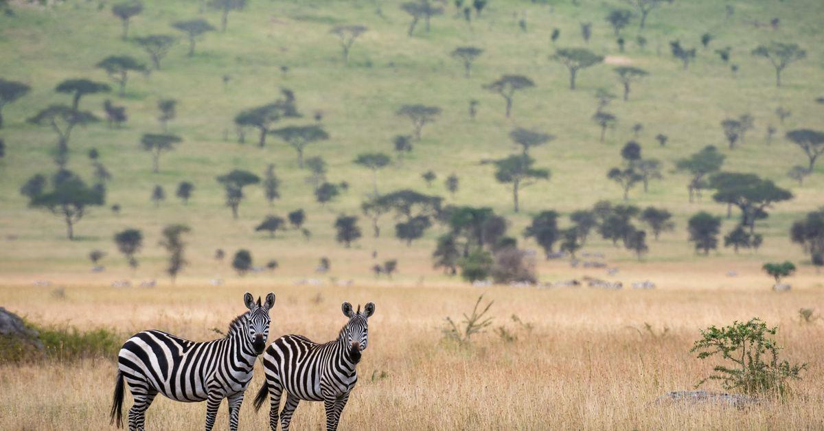 A Big Tech-backed campaign to plant trees might have taken a wrong turn