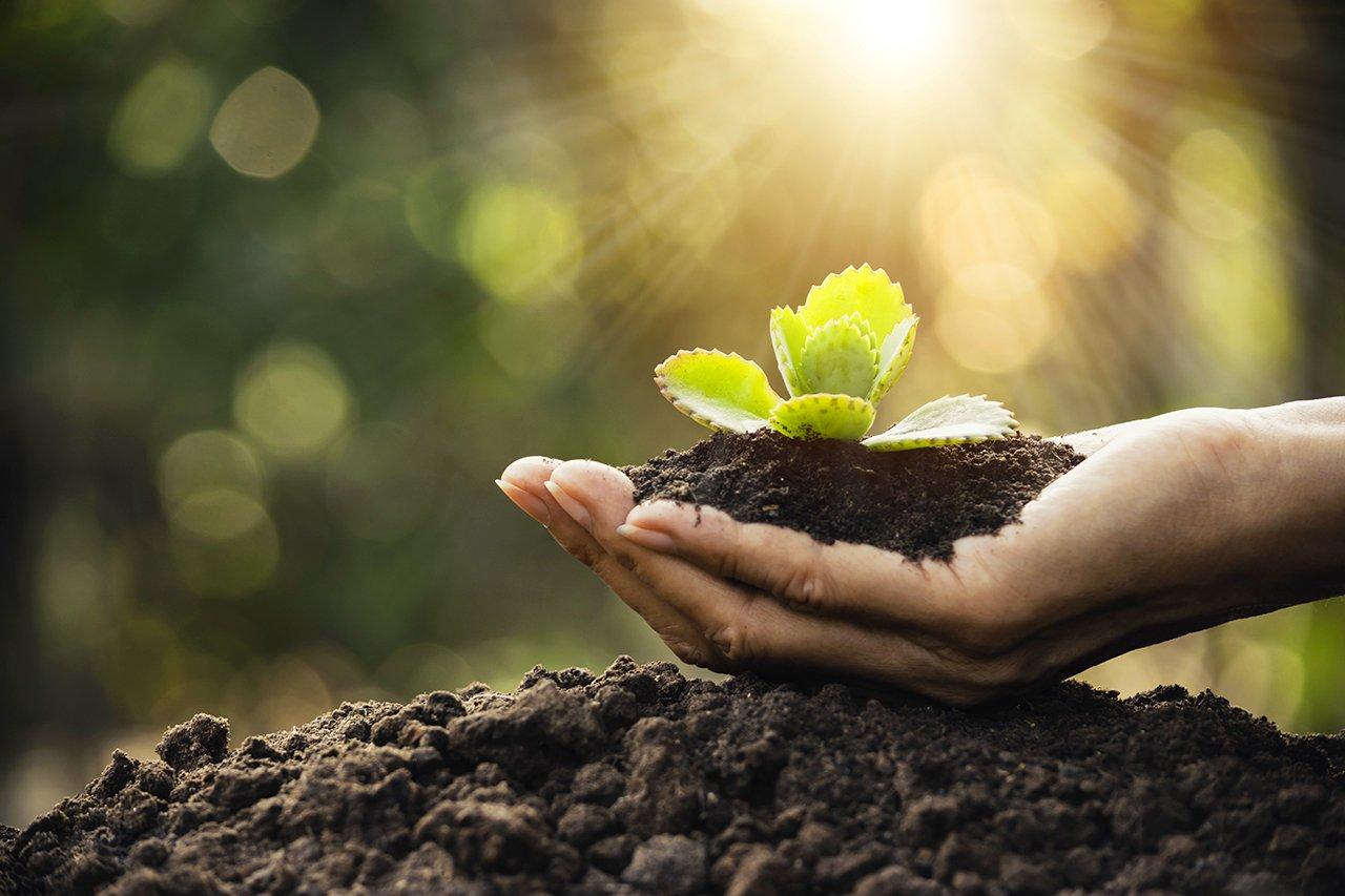 World Soil Day being observed today 