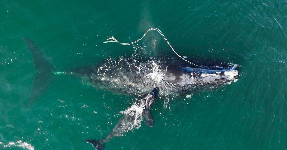 We know how to save these beloved endangered whales. Yet we’re mindlessly killing them.