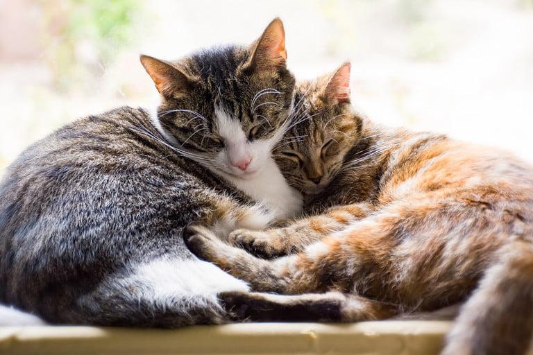 100 dead cats found in French pensioner's home