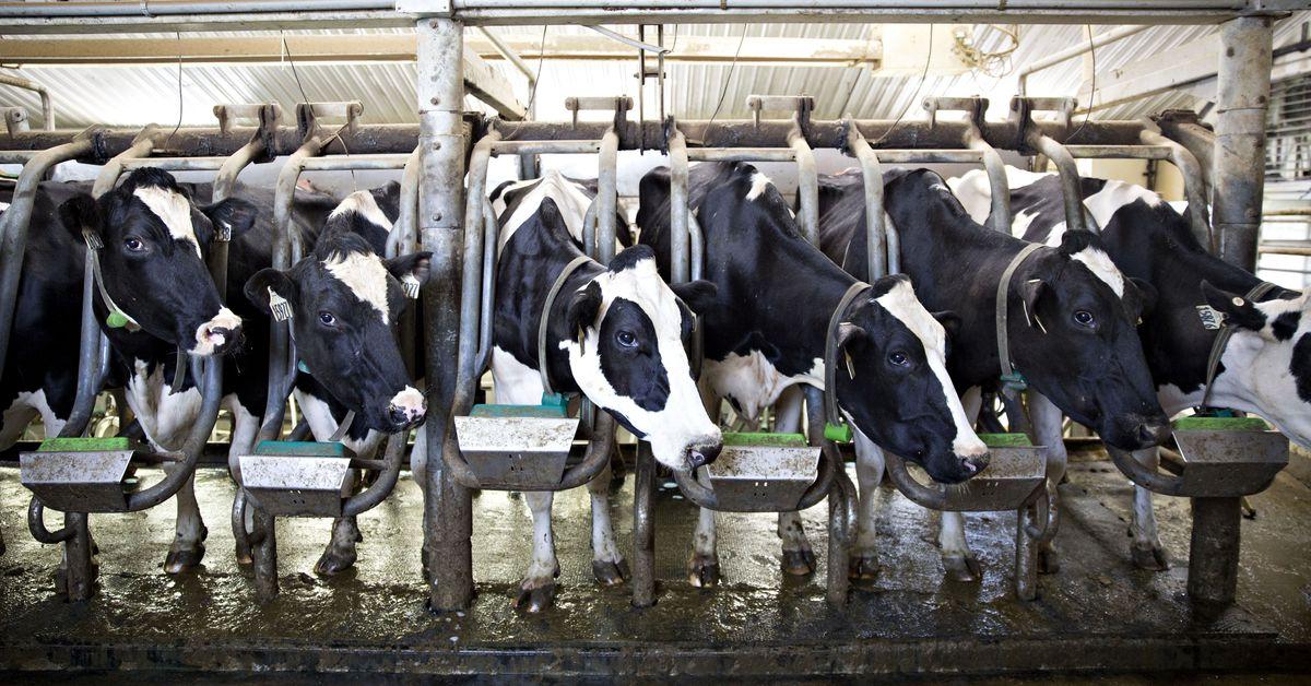 9 charts that show US factory farming is even bigger than you realize