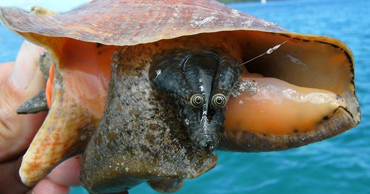 Good news! Scientists are throwing a sex party ... for giant marine snails.