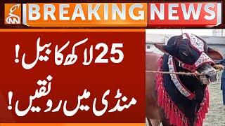 Bull Worth Rs 25 lakh! Boom in Market! | QURBANI | Breaking News | GNN