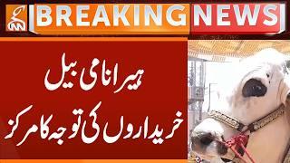Bull named Hira is the center of attention of buyers | Breaking News | GNN
