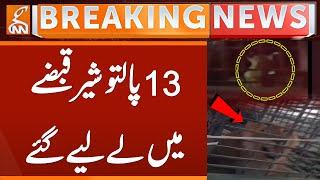 13 Pet Lions Seized| Breaking News | GNN