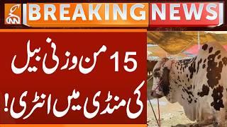 Heavy Weight bull enters the market! | Breaking News | GNN
