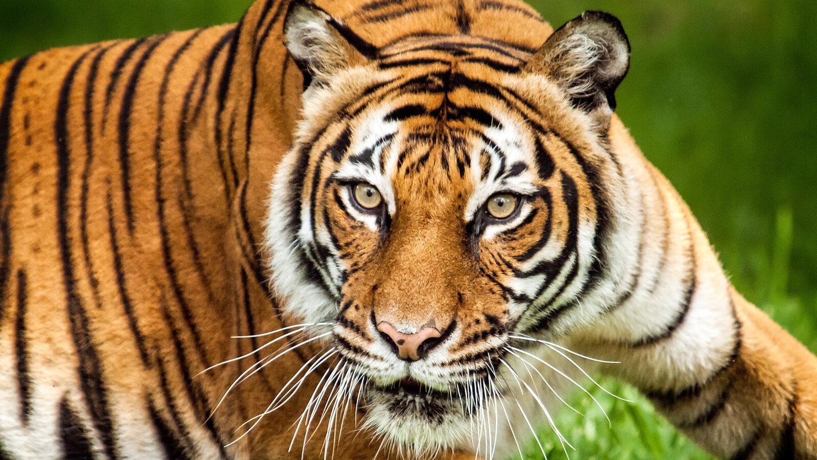 Rare tiger shot dead to thwart attack on man