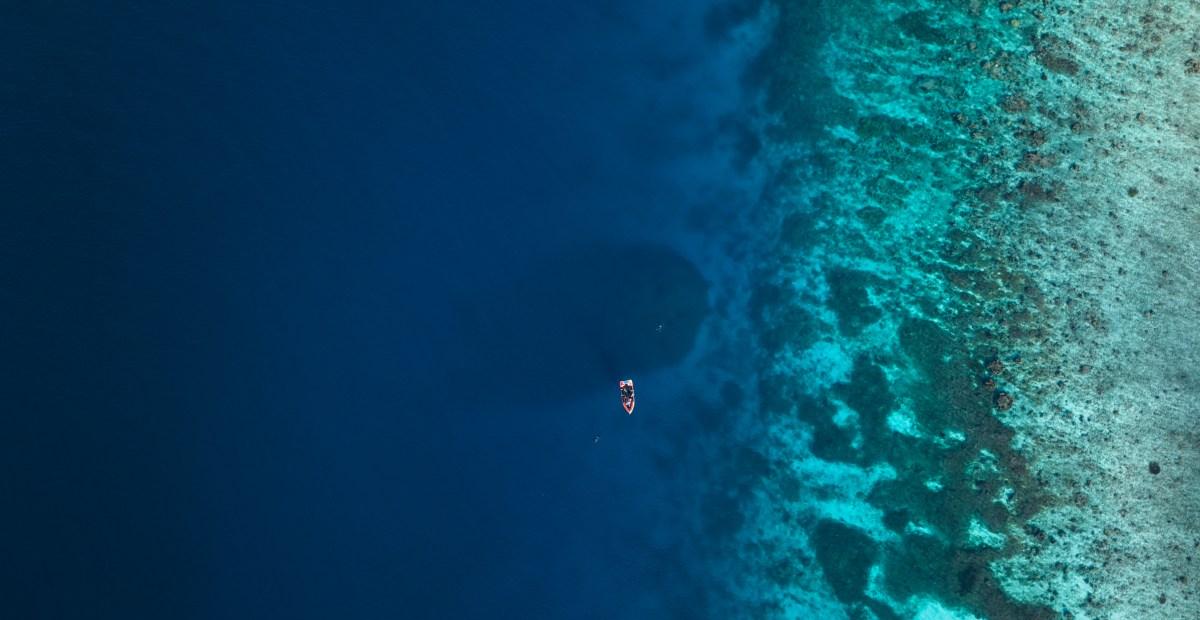 Scientists just discovered a sea creature as large as two basketball courts. Here’s what it looks like.
