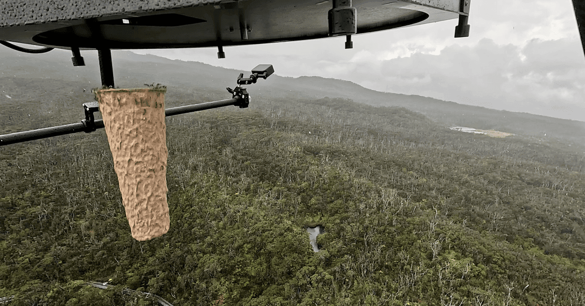 Scientists are dropping live mosquitoes out of drones in Hawaii. Here’s why.