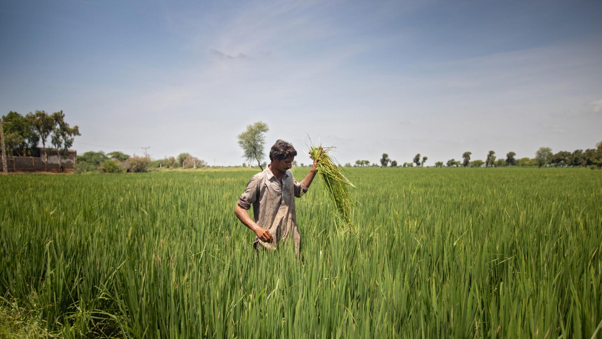 Breathing green: Punjab’s environmental transformation