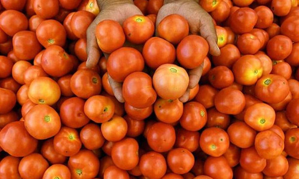 Tomato prices increase significantly, reasons revealed