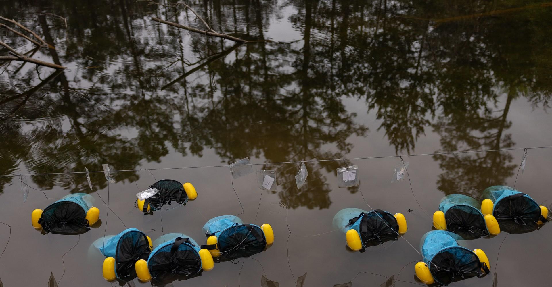 Inside the audacious mission to bring a rare toad back from the brink